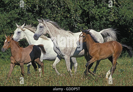 Arabisches Pferd, Herde mit Stuten und Fohlen Stockfoto