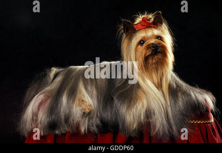 Yorkshire Terrier, Erwachsenen gut gepflegt Stockfoto