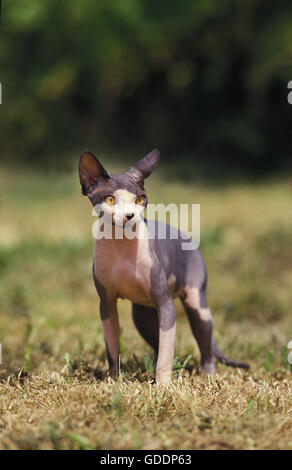 Sphynx Katzen, eine Rasse der Hauskatze ohne Haare Stockfoto