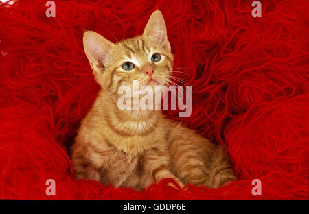 Rot gestromt europäischen Hauskatze, Katze, stehend in Wolle Kugeln Stockfoto