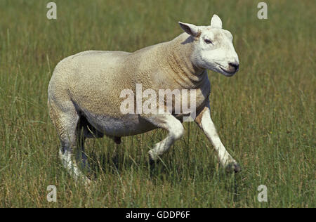 Texel Hausschafe, Erwachsenen ausgeführt Stockfoto