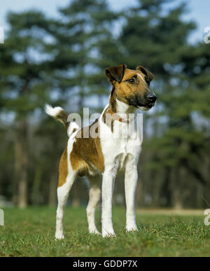 Smooth Fox Terrier, Gras, tragen Halsband Hund stehend Stockfoto