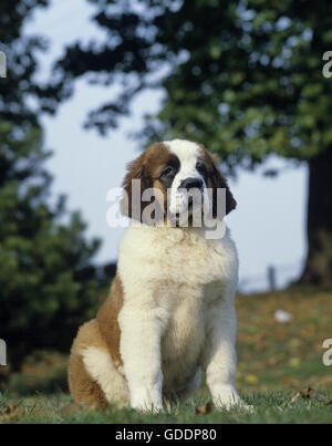 Bernhardiner Welpen sitzen auf Rasen Stockfoto