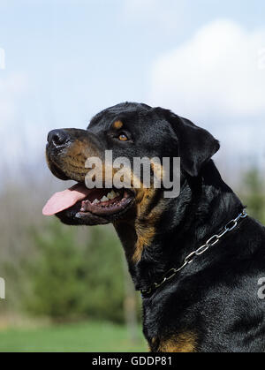 Rottweiler Hund, Portrait mit Zunge heraus Stockfoto