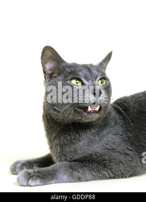 Korat Hauskatze auf weißen Hintergrund Stockfoto