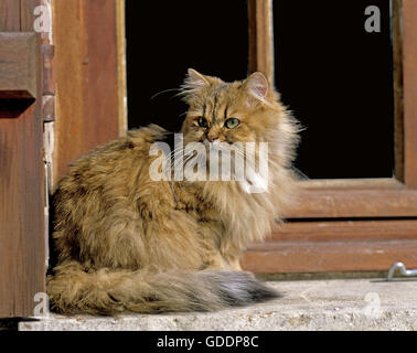 Golden Perser Hauskatze, sitzt am Fenster Stockfoto