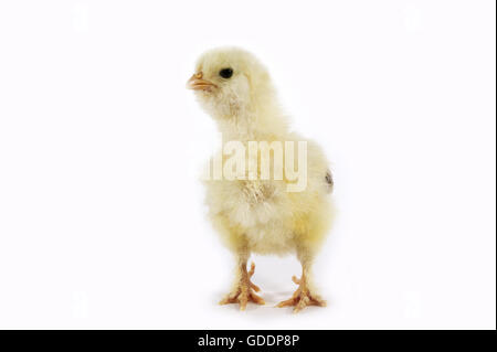 Küken auf weißen Hintergrund Stockfoto
