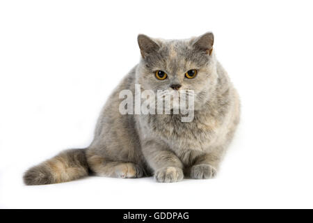 Blau Creme Britisch Kurzhaar-Hauskatze, weiblich vor weißem Hintergrund Stockfoto