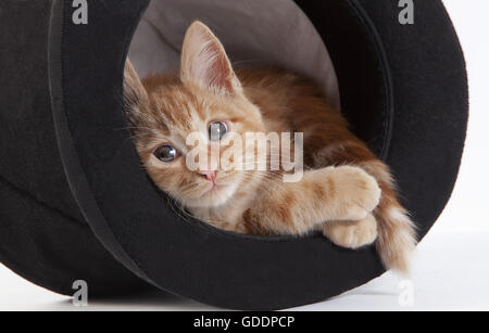 Red Tabby Hauskatze, Katze im Hut vor weißen Hintergrund spielen Stockfoto