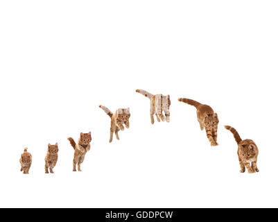 Rot Tabby Hauskatze Kitten vor weißem Hintergrund, springen Sequenz Stockfoto
