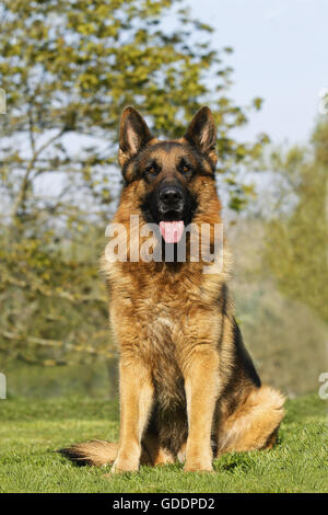 Deutscher Schäferhund, Erwachsenen sitzen auf Rasen mit Zunge heraus Stockfoto