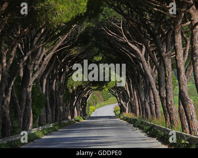 Straße, gesäumt von Bäumen, Agrigent in Sizilien, Italien Stockfoto