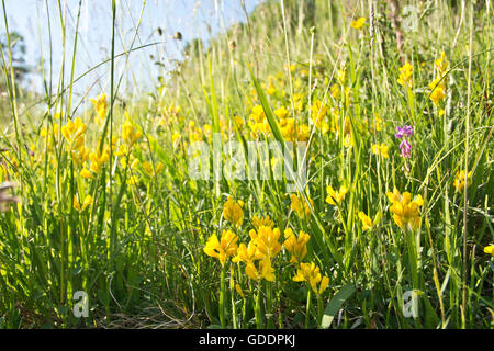 Schweiz, Europa, Jura, Wiese, Weide, Weide, trockenen Wiese, rauhe Weide, geflügelte Besen, Genista Sagittalis, Sommer Stockfoto