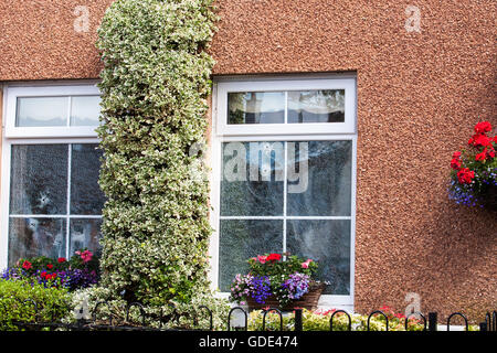 Belfast, UK, Europa. 16. Juli 2016. Zwei Fenster mit zwei Einschusslöcher nach einer Waffe Angriff auf Haus in West Belfast Credit: Bonzo/Alamy Live News Stockfoto