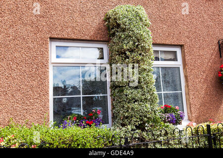 Belfast, UK, Europa. 16. Juli 2016. Zwei Fenster mit zwei Einschusslöcher nach einer Waffe Angriff auf Haus in West Belfast Credit: Bonzo/Alamy Live News Stockfoto