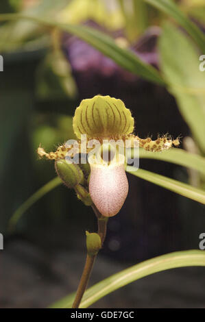 Paphiopedilum Chamberlainianum X pinocchio Lady Slipper Orchidee, Stockfoto