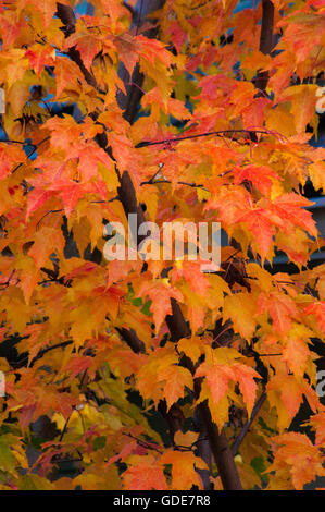 Acer Ginnala, AMUR-Ahorn, Stockfoto