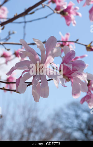 X loebneri Magnolie "Leonard Messel Stockfoto