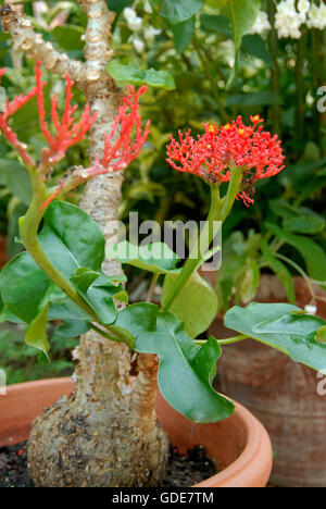 Jatropha podagrica Stockfoto