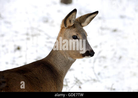 Rehe, Capreolus Capreolus, Stockfoto