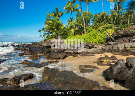 USA, Vereinigte Staaten, Amerika, Hawaii, Maui, grüne Meeresschildkröte Stockfoto