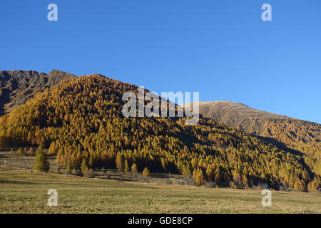 Schweiz, Europa, Wallis, Goms, Münster, Oberwalliser, Holz, Wald, Lärchen, Alp, Herbst Stockfoto