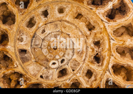 England, Cambridgeshire, Cambridge, Sedgwick Museum of Earth Sciences, Anzeige von einem Ammonoid Stockfoto