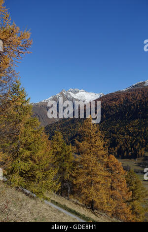 Schweiz, Europa, Wallis, Goms, Münster, Alp, Lärchen, Holz, Wald, Herbst Stockfoto