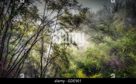 Rotorua, Neuseeland, Regenwald, Nebel, Dampf, heiße Quellen, mystisch, Stimmung, Nordinsel, Bäume, Pflanzen Stockfoto