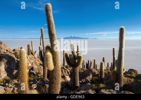 Kakteen, Bolivien, Altiplano Stockfoto