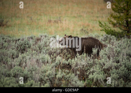 USA, Wyoming, Grand Teton National Park, Grizzly Bear Tracking-Halsband Stockfoto