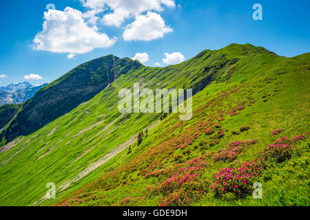 Alpenrosen blühen, Rhododendron, in der Fellhorn 2038 m, Allgäuer Alpen, Bayern, Deutschland, Europa Stockfoto