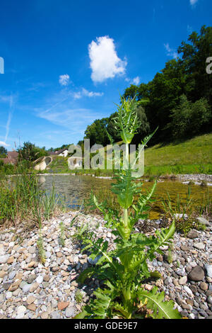 Erde, grüne Hausdach, Schweiz Stockfoto