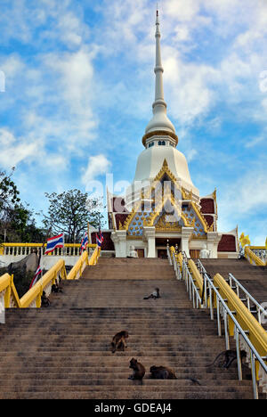 Affen am Berg Khao Takiab, Hua Hin, Thailand. Stockfoto