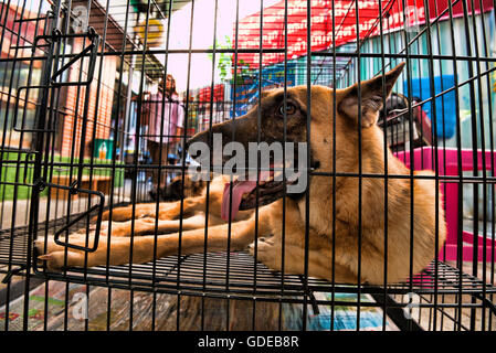 Eingesperrte Hunde warten auf Käufer in Zoohandlungen in Wochenendmarkt Chatuchak, Bangkok, Thailand. Stockfoto