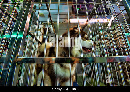 Eingesperrte Hunde warten auf Käufer in Zoohandlungen in Wochenendmarkt Chatuchak, Bangkok, Thailand. Stockfoto