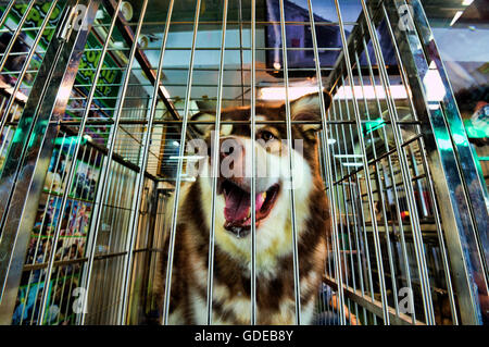 Eingesperrte Hunde warten auf Käufer in Zoohandlungen in Wochenendmarkt Chatuchak, Bangkok, Thailand. Stockfoto