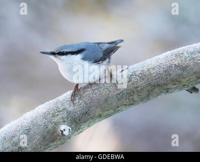 Eurasische Kleiber (Sitta Europaea). Stockfoto