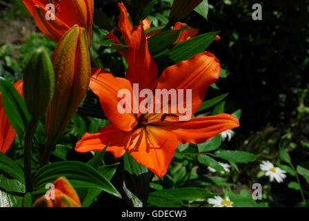 Taglilie, hemerocallis fulva, orange Taglilie Stockfoto