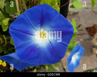 Dreifarbige Prunkwinde; Ipomoea Purpurea; Tricolor Stockfoto