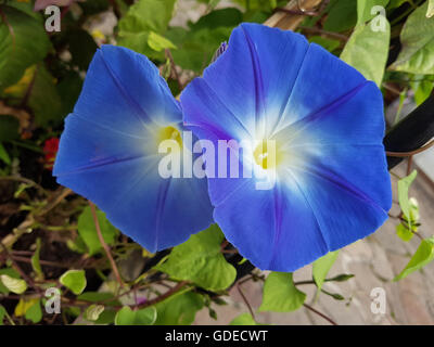 Dreifarbige Prunkwinde; Ipomoea Purpurea; Tricolor Stockfoto