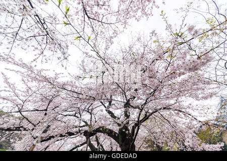 Kirschblüte, Chidorigafuchi, Kokyo Gaien Kitanomaru-Park, Chiyoda-Ku, Tokyo, Japan Stockfoto