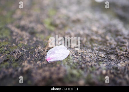 Kirschblüte, Chidorigafuchi, Kokyo Gaien Kitanomaru-Park, Chiyoda-Ku, Tokyo, Japan Stockfoto