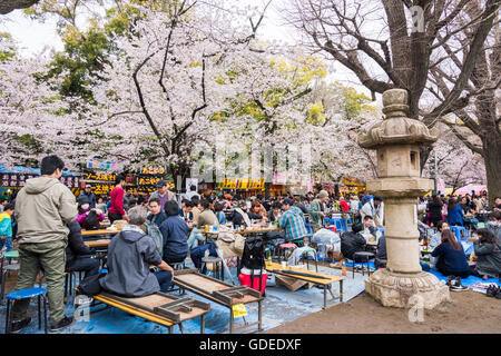 Kirschblüte, Yasukuni-Schrein, Chiyoda-Ku, Tokyo, Japan Stockfoto