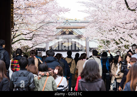 Kirschblüte, Yasukuni-Schrein, Chiyoda-Ku, Tokyo, Japan Stockfoto