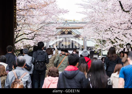 Kirschblüte, Yasukuni-Schrein, Chiyoda-Ku, Tokyo, Japan Stockfoto