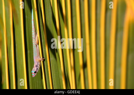 Reich verzierte Taggecko (Phelsuma) in Blue Bay, Mauritius Stockfoto