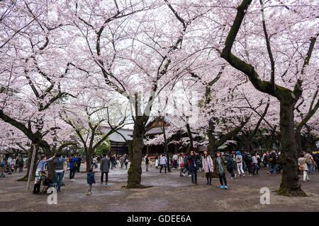 Kirschblüte, Yasukuni-Schrein, Chiyoda-Ku, Tokyo, Japan Stockfoto