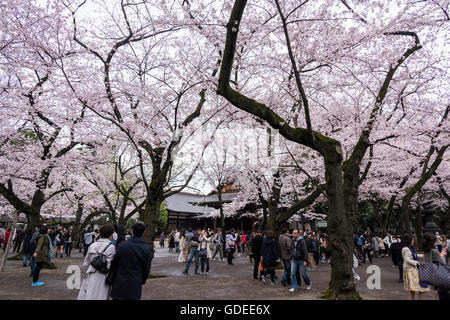 Kirschblüte, Yasukuni-Schrein, Chiyoda-Ku, Tokyo, Japan Stockfoto