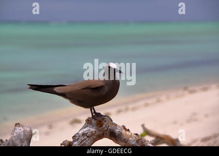 Braune Noddy (Anous Stolidus), Cocos Island (Île Aux Cocos), Insel Rodrigues, Mauritius Stockfoto